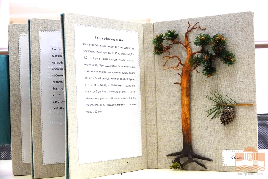 Тактильная книга «Деревья Карелии» из фондов Национальной библиотеки Карелии